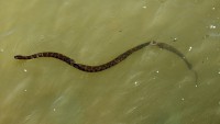 /album/animais-marinhos/serpente-de-agua-jpg/